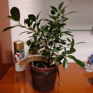 Planta Ficus Benjamina