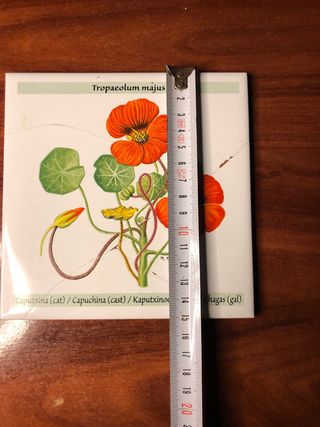 Azulejo planta capuchina