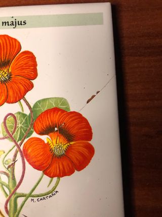 Azulejo planta capuchina