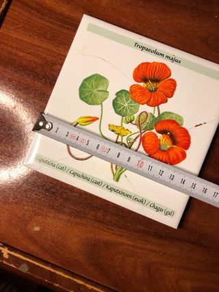 Azulejo planta capuchina