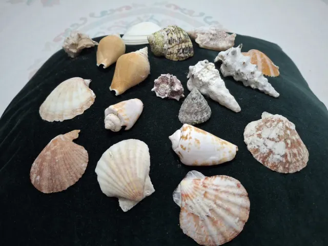 Lotto 18 Conchiglie Marine Varie