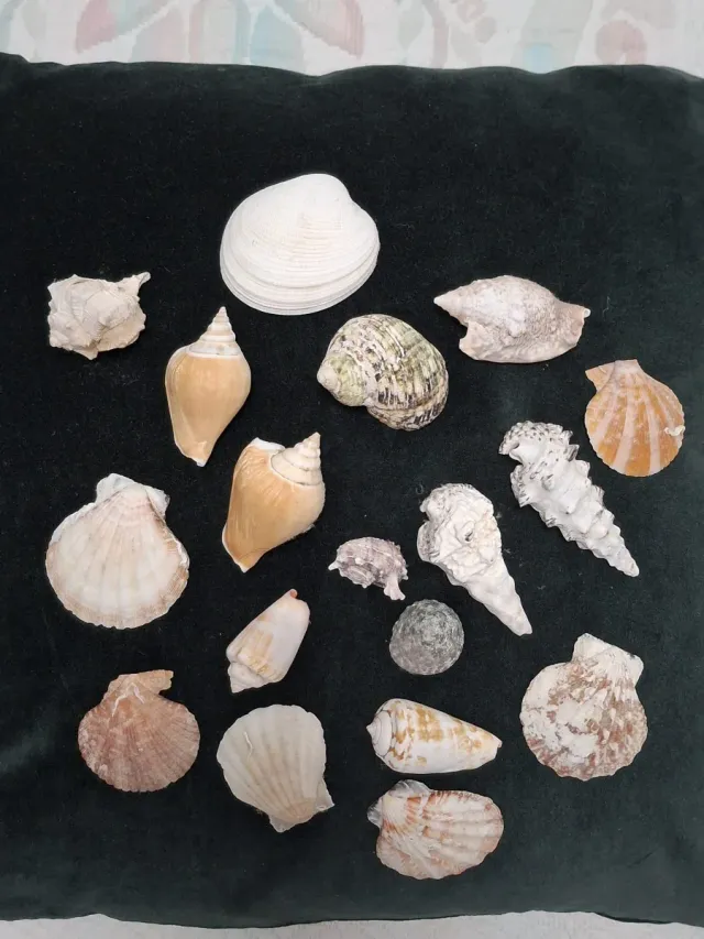Lotto 18 Conchiglie Marine Varie