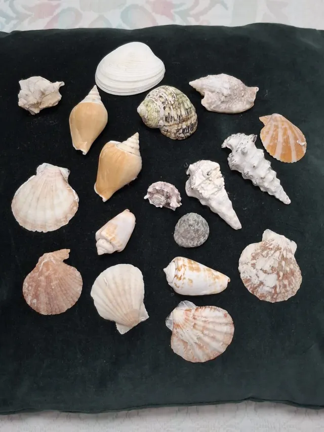 Lotto 18 Conchiglie Marine Varie