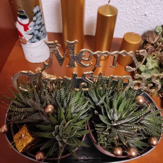Suculentas con decoración navideña