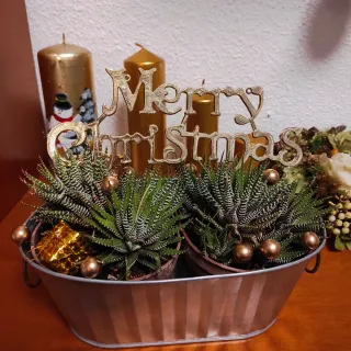 Suculentas con decoración navideña
