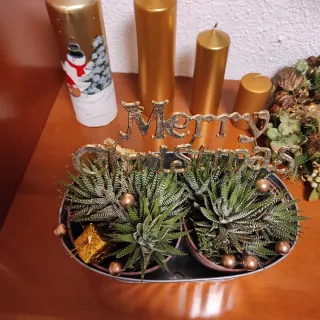 Suculentas con decoración navideña