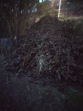 Cepas de vid cortadas a 0,16€/kg!!