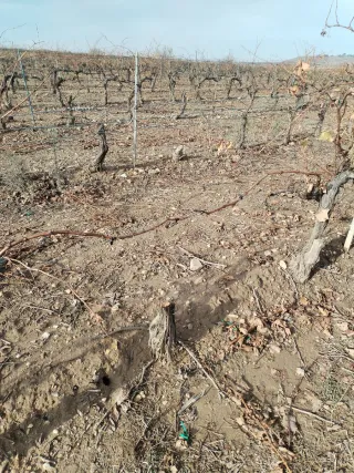 Cepas de vid cortadas a 0,16€/kg!!