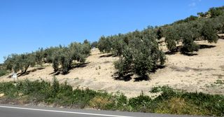 Finca de olivos (precio rebajado)