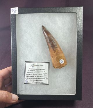 Diente de Dinosaurio,Spinosaurus aegyptiacus