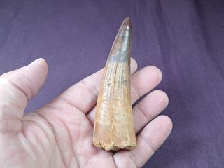 Diente de Dinosaurio,Spinosaurus aegyptiacus