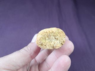 Diente de Dinosaurio,Spinosaurus aegyptiacus