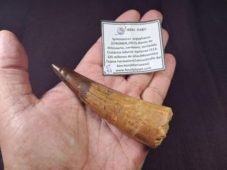 Diente de Dinosaurio,Spinosaurus aegyptiacus