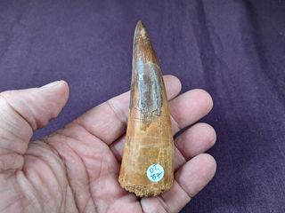 Diente de Dinosaurio,Spinosaurus aegyptiacus