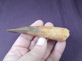 Diente de Dinosaurio,Spinosaurus aegyptiacus