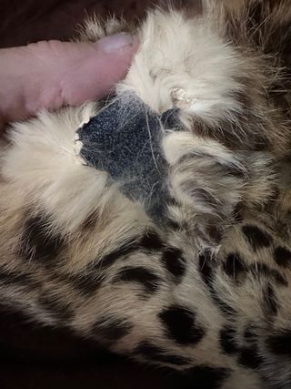 Chaleco Piel Leopardo piel auténtica para reparar