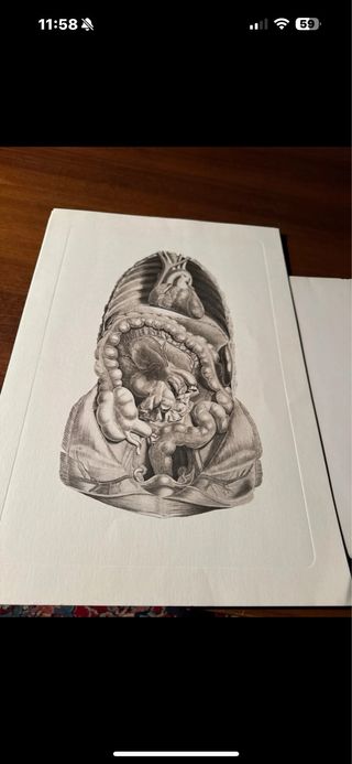 5 Tavole Anatomiche Disegno Dettagliato