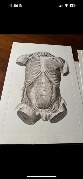5 Tavole Anatomiche Disegno Dettagliato