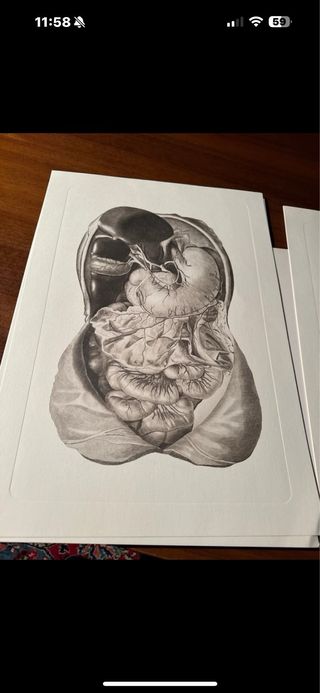 5 Tavole Anatomiche Disegno Dettagliato