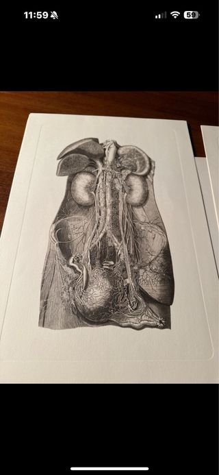 5 Tavole Anatomiche Disegno Dettagliato