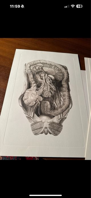 5 Tavole Anatomiche Disegno Dettagliato