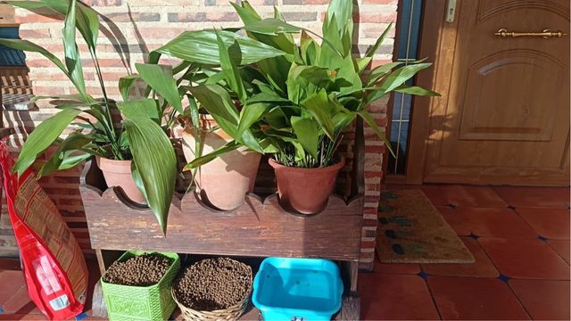 Macetero de madera con plantas