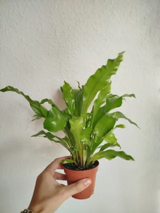 Helecho Nido de Ave Asplenium Planta