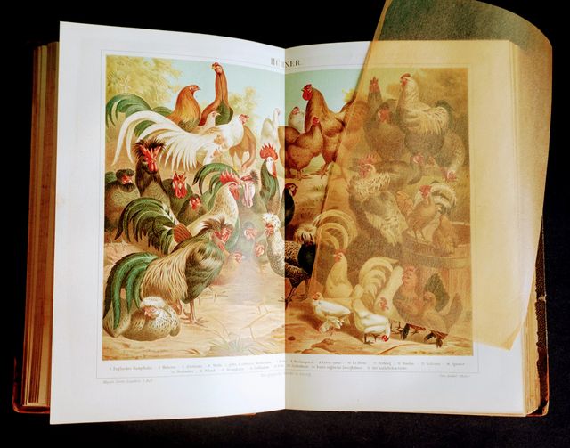 Lexicon de Mayers 1893