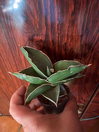 Sansevieria Masoniana Whale Fin