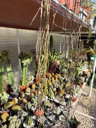 Cactus variados en maceta