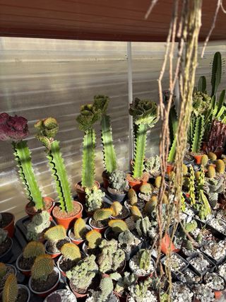 Cactus variados en maceta