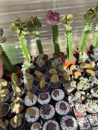 Cactus variados en maceta