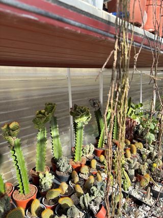 Cactus variados en maceta