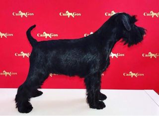 Peluquería canina a domicilio