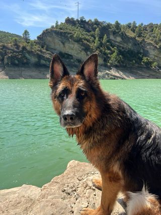 Peluquería canina a domicilio