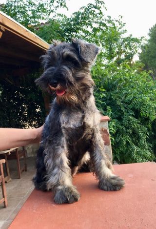 Peluquería canina a domicilio