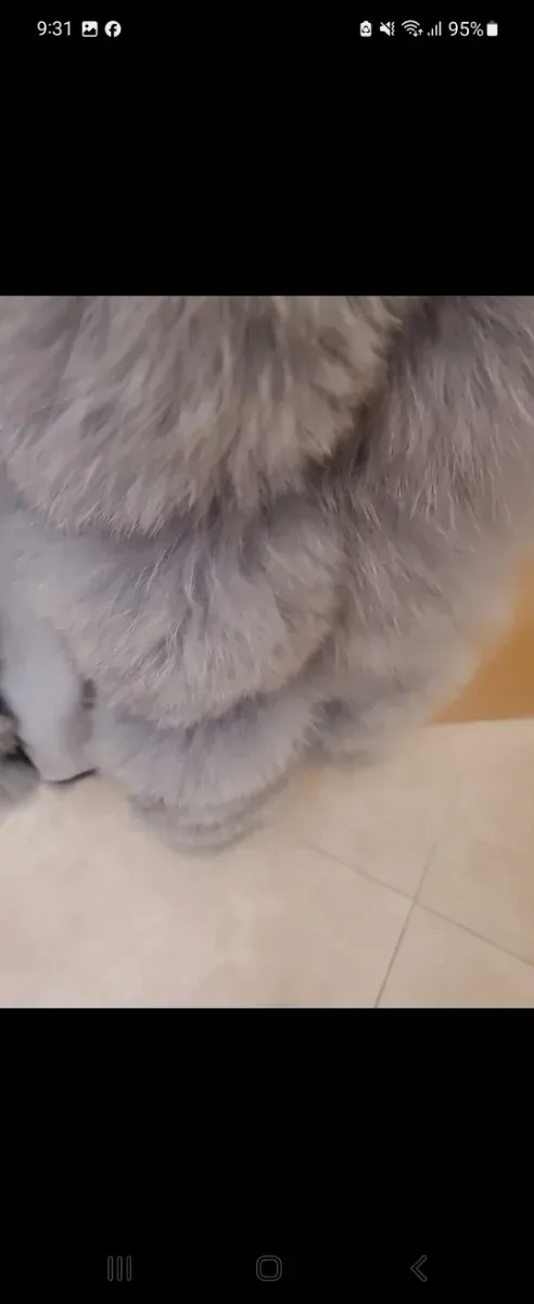 Chaleco pelo zorro gris talla m