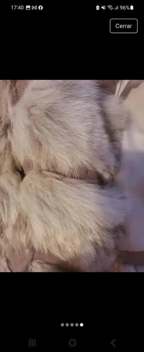 Chaleco pelo zorro gris talla m