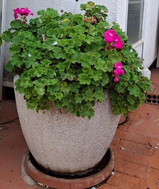 Planta exterior con jardinera