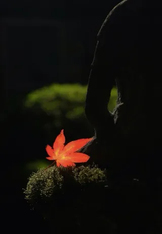 Masaje de espalda (30minutos) 15€ 645627473