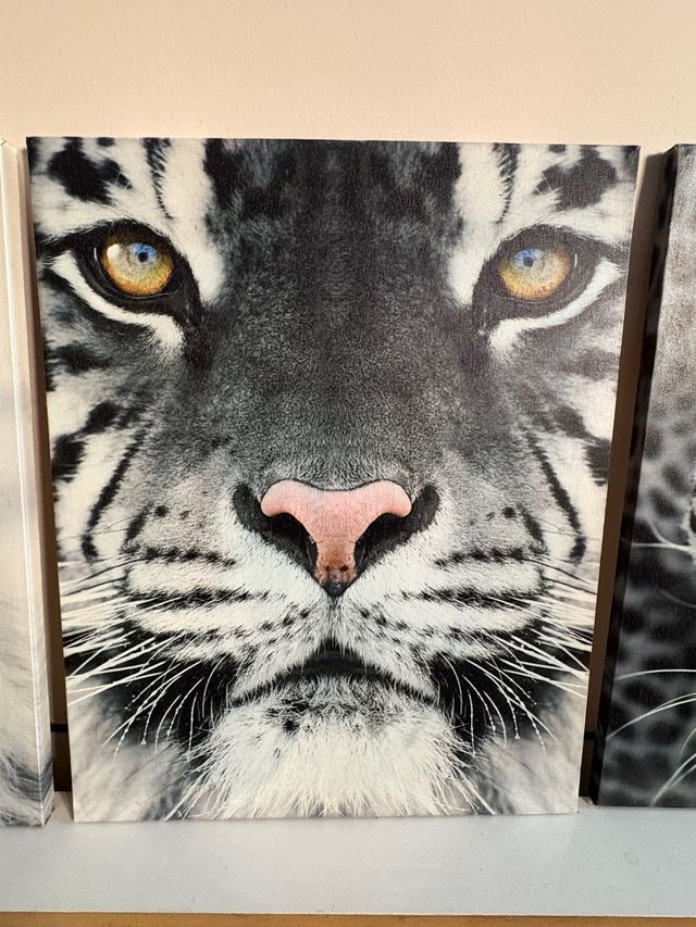 3 Cuadros Animales Salvajes en blanco y negro