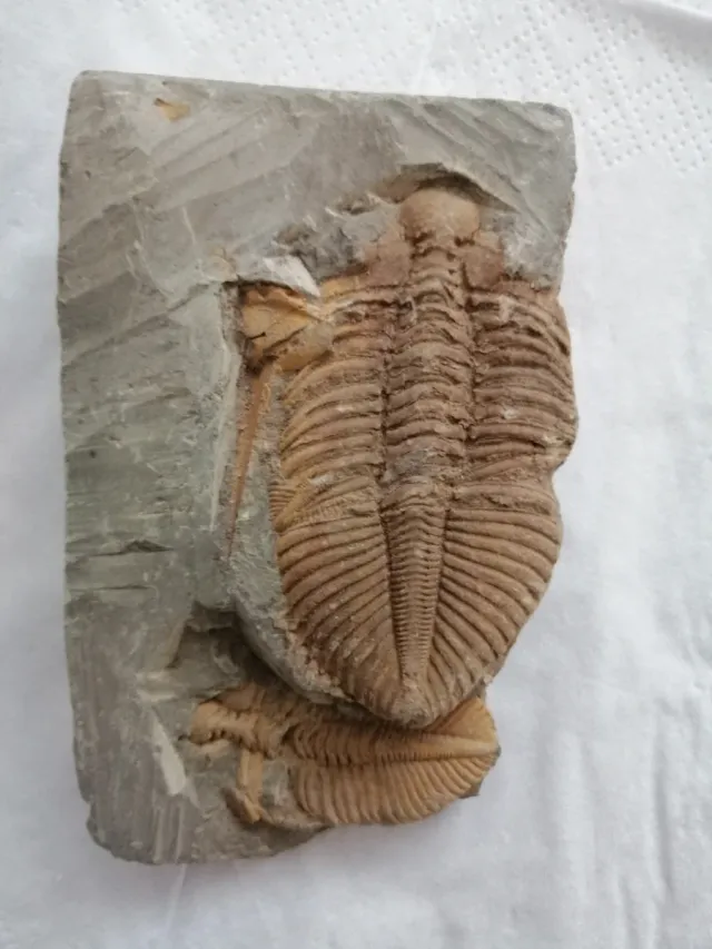 Coronacephalus ovatus Siluriano Hunan