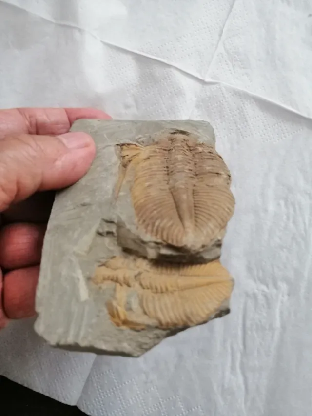 Coronacephalus ovatus Siluriano Hunan