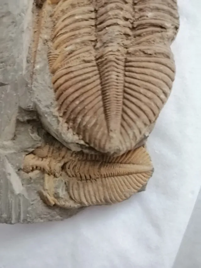 Coronacephalus ovatus Siluriano Hunan