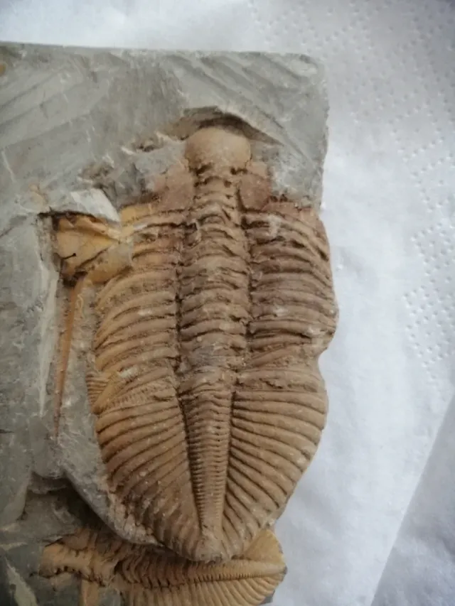 Coronacephalus ovatus Siluriano Hunan