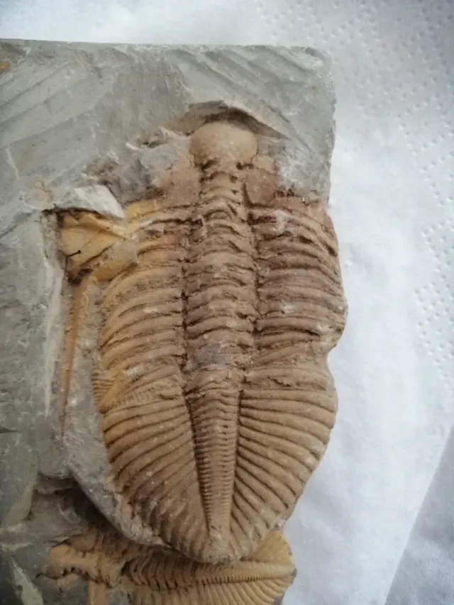 Coronacephalus ovatus Siluriano Hunan