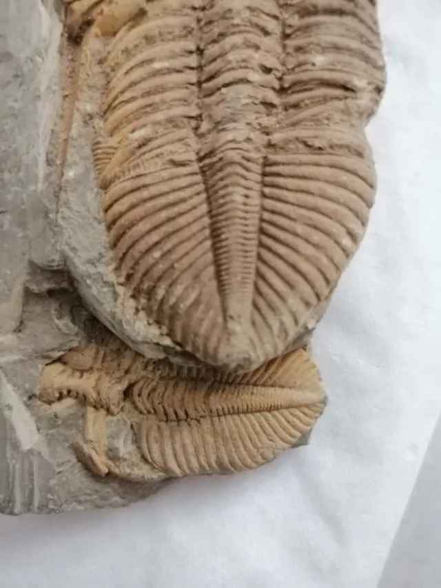 Coronacephalus ovatus Siluriano Hunan