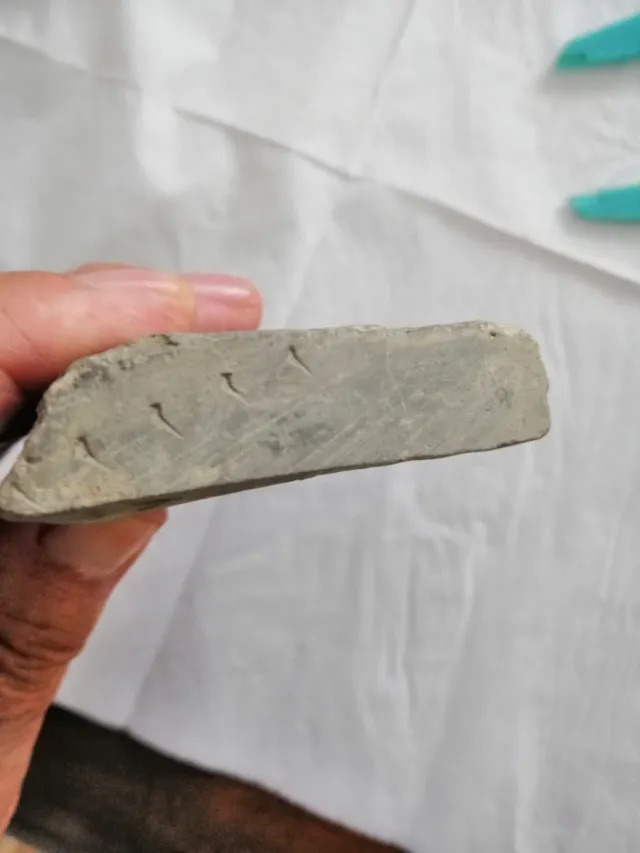 Coronacephalus ovatus Siluriano Hunan