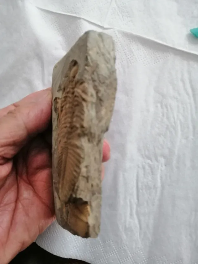 Coronacephalus ovatus Siluriano Hunan