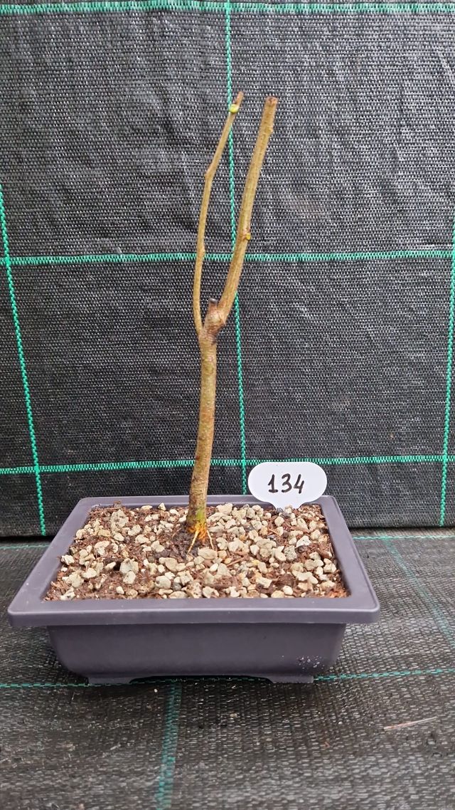 Bonsai di Glicine (Wisteria Sinensis) 134